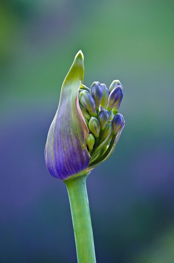 Agapanthus