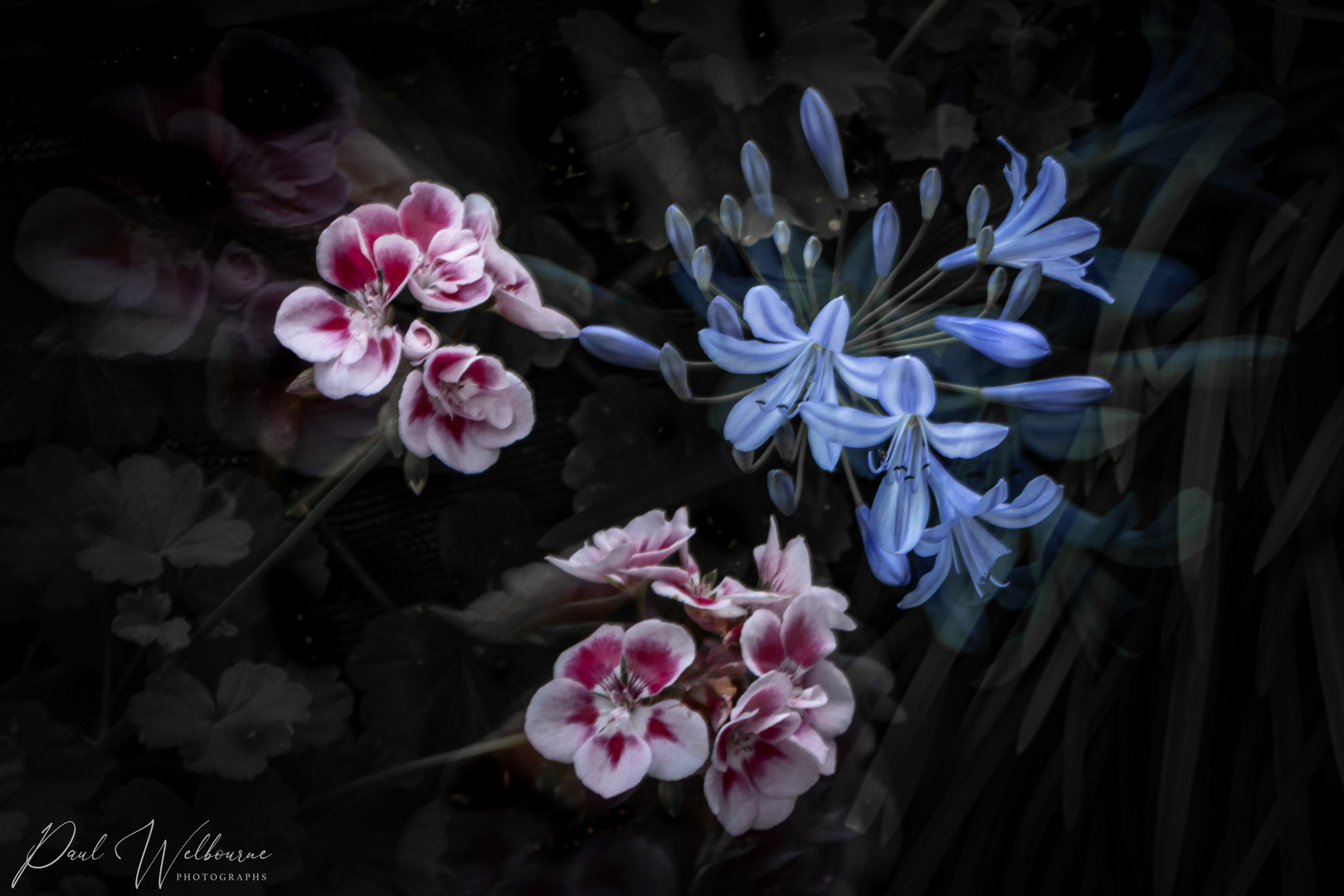 Agapanthus & Geranium