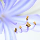 Agapanthus I