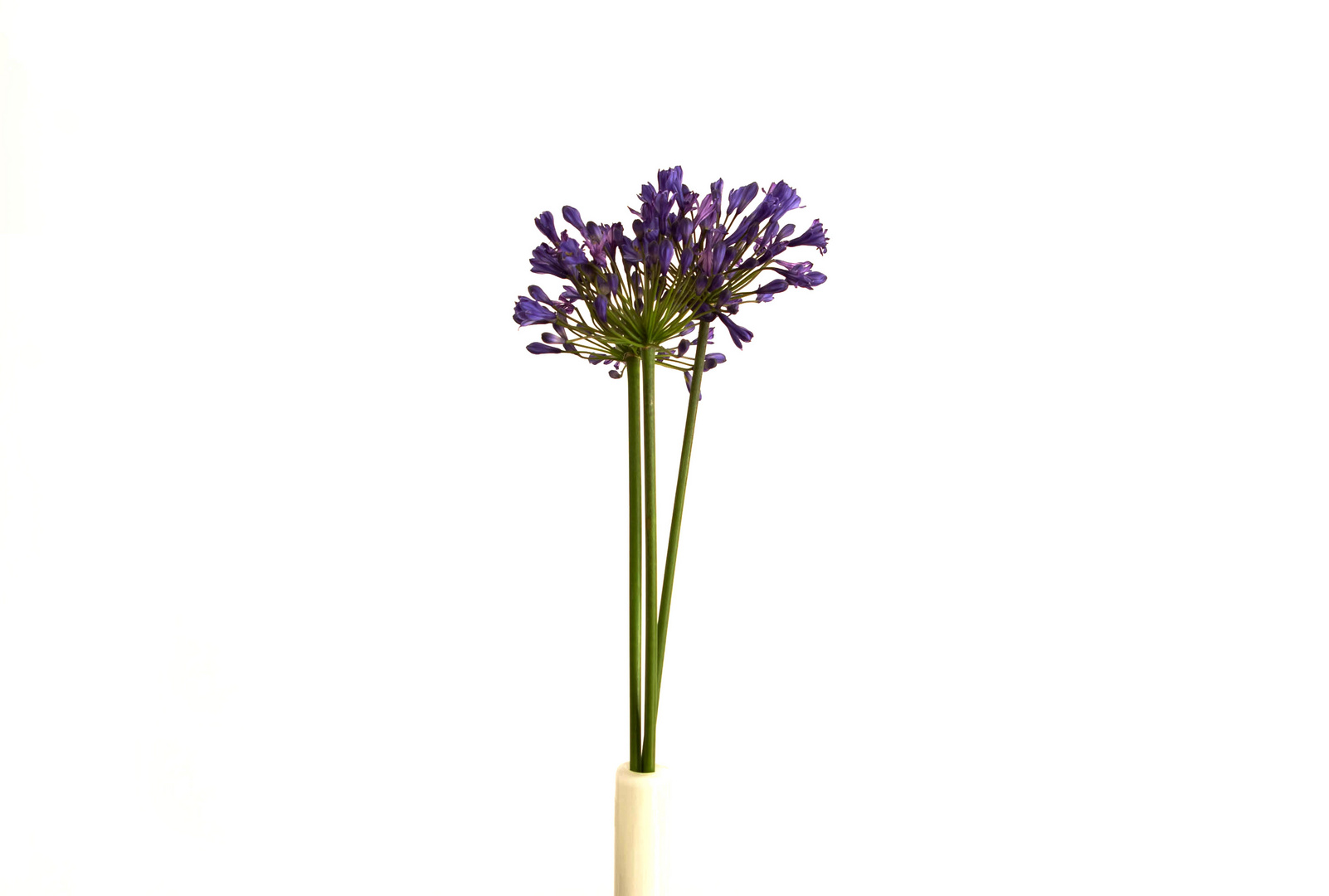 Agapanthus I