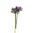 Agapanthus I