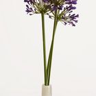 Agapanthus II