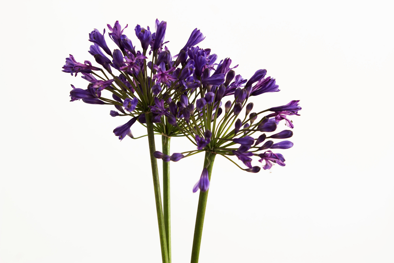 Agapanthus III