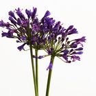 Agapanthus III