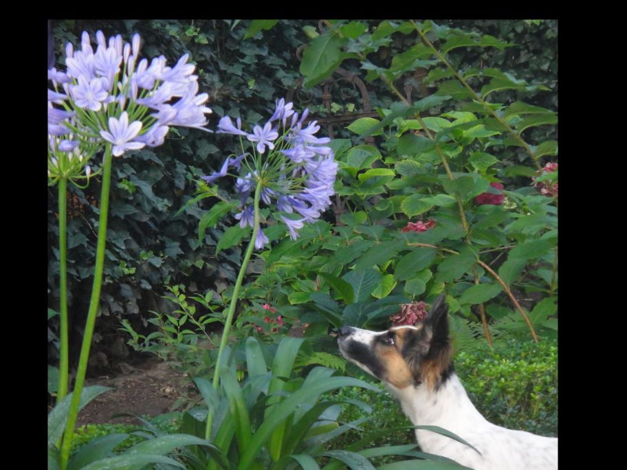 Agapanthus im Blick