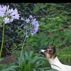 Agapanthus im Blick