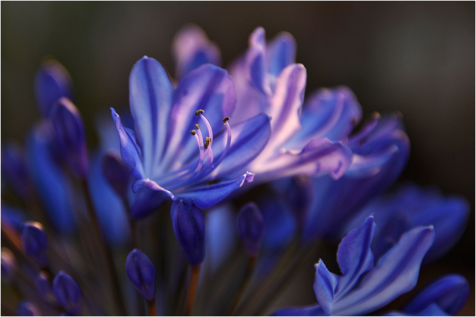 Agapanthus im Gegenlicht