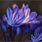 Agapanthus im Gegenlicht