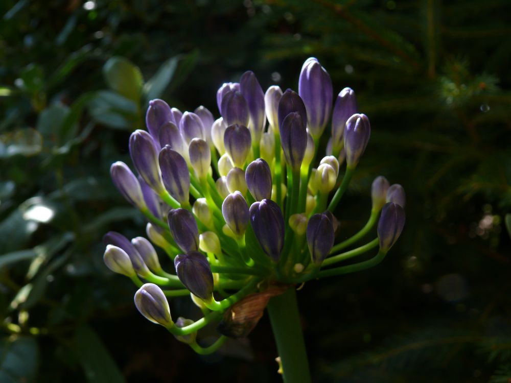 Agapanthus im Morgenlicht