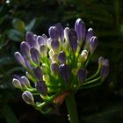 Agapanthus im Morgenlicht