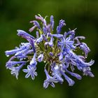 Agapanthus im Regen