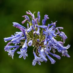 Agapanthus im Regen