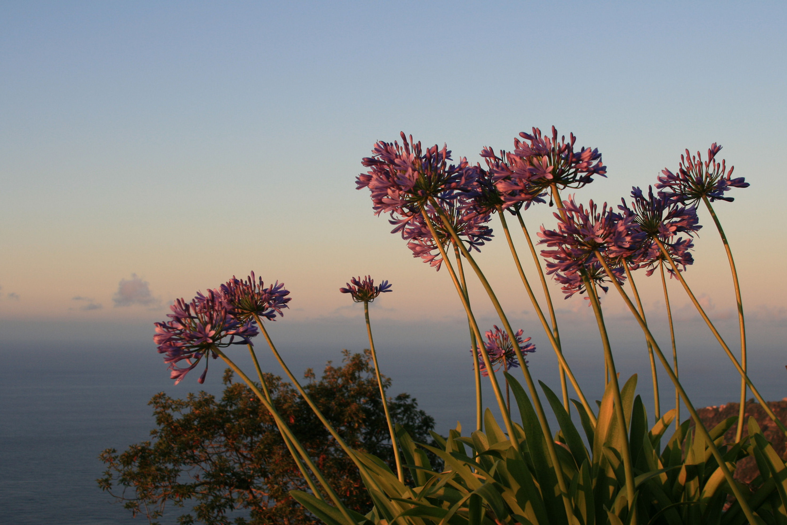 Agapanthus in der Abendsonne