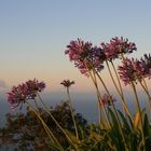 Agapanthus in der Abendsonne