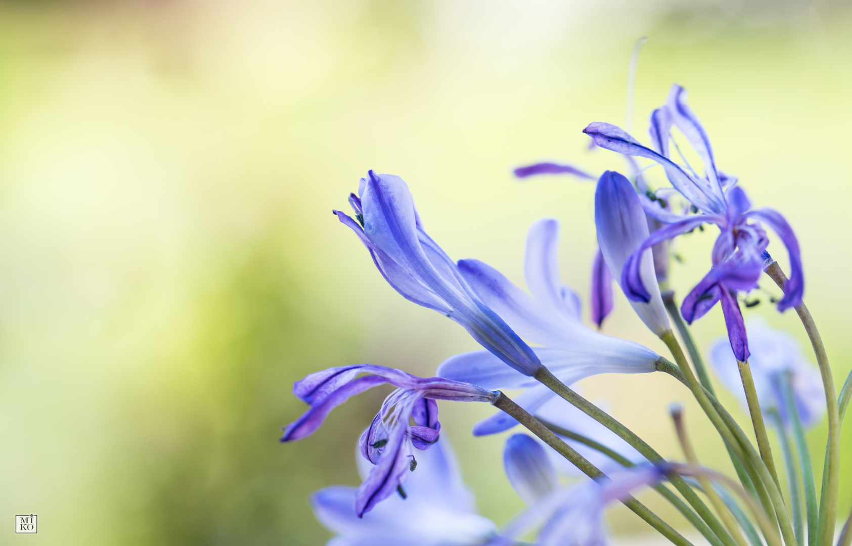 Agapanthus in Vergänglichkeit