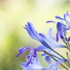 Agapanthus in Vergänglichkeit