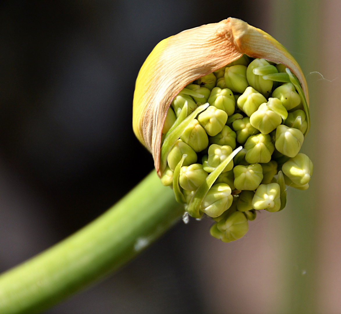 Agapanthus Knospe weiß