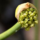 Agapanthus Knospe weiß