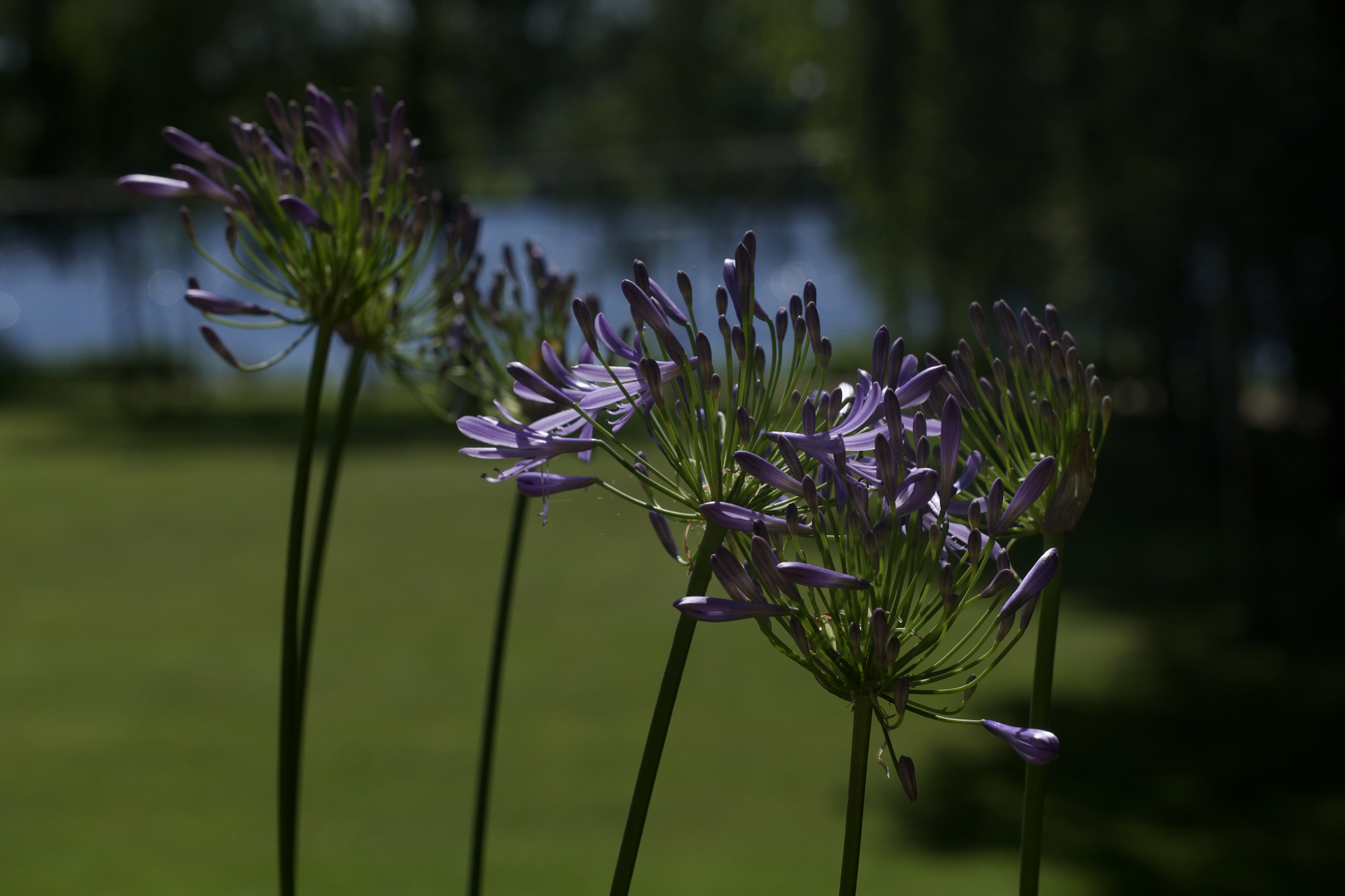 Agapanthus, Liebermannvilla Berlin Foto & Bild pflanzen, pilze