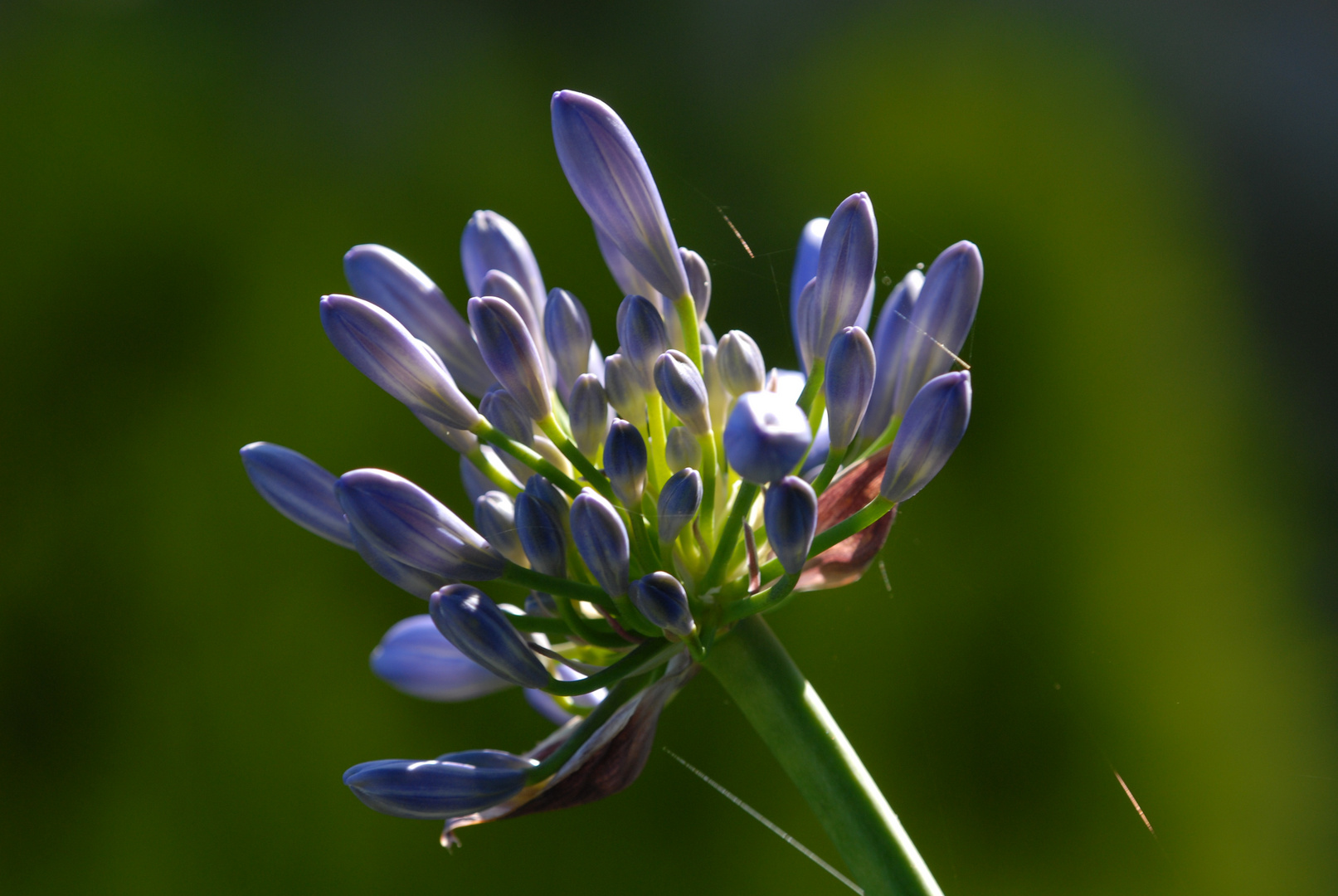 Agapanthus Liebesblume