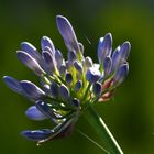 Agapanthus Liebesblume