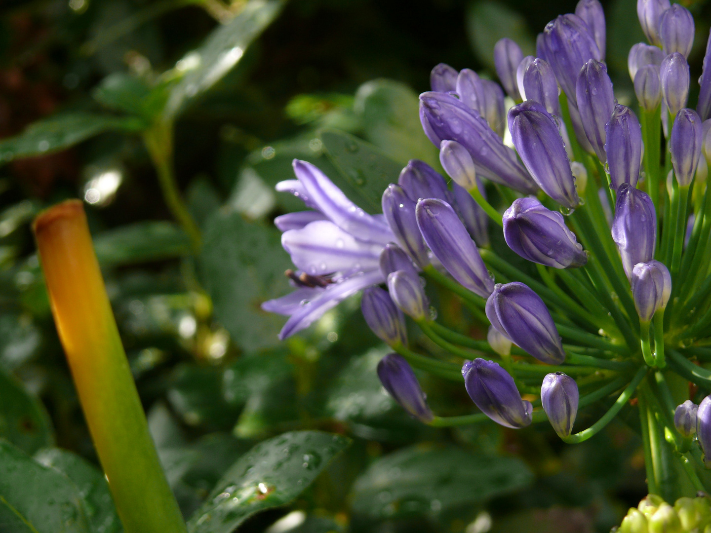 Agapanthus Makro