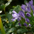 Agapanthus Makro