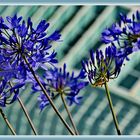 Agapanthus - Mein blauer Mittwoch