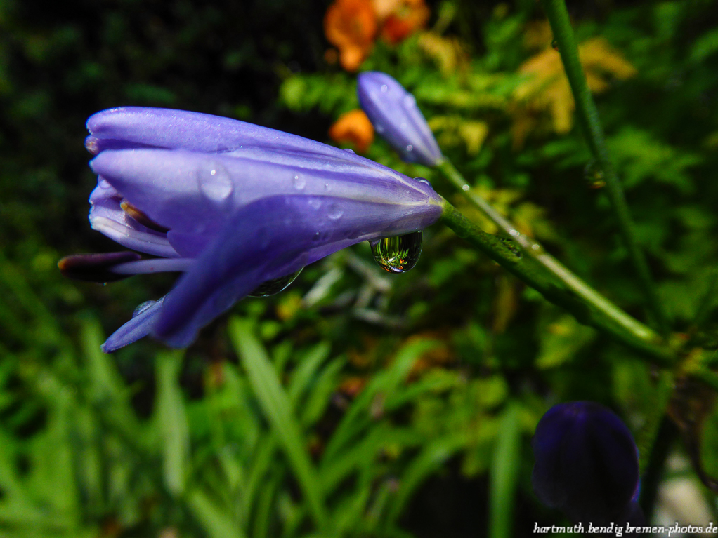 Agapanthus mit Tropfen