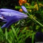 Agapanthus mit Tropfen