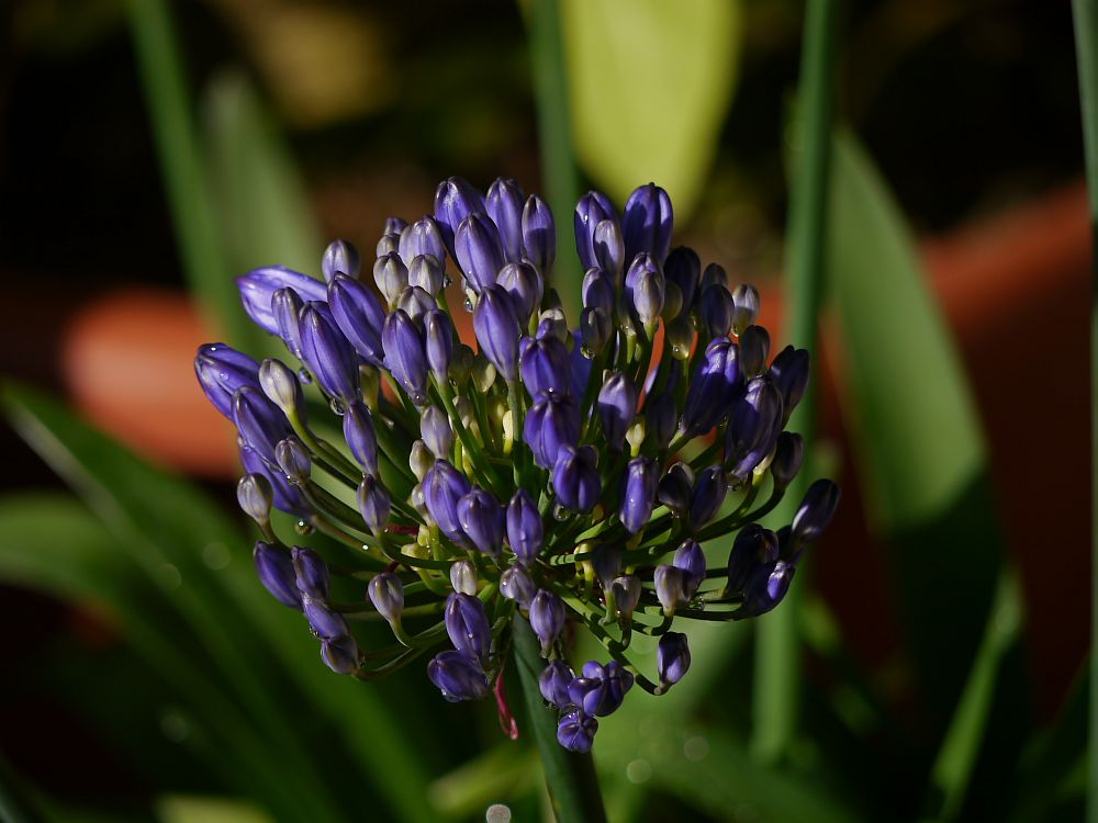 Agapanthus nach dem Regen