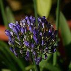 Agapanthus nach dem Regen