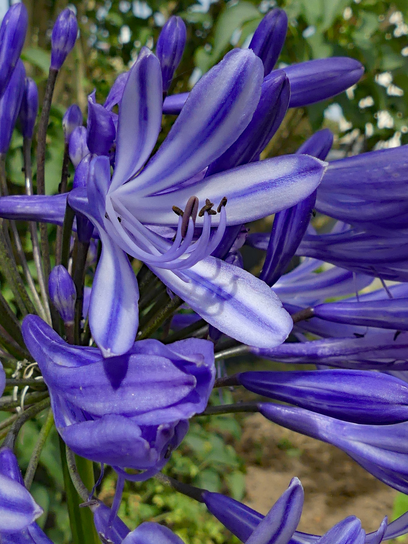 Agapanthus oder auch Schmucklilie genannt