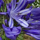 Agapanthus oder auch Schmucklilie genannt