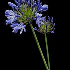 Agapanthus - reloaded