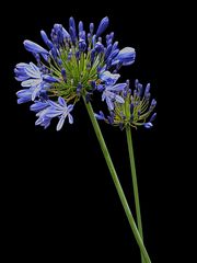 Agapanthus - reloaded