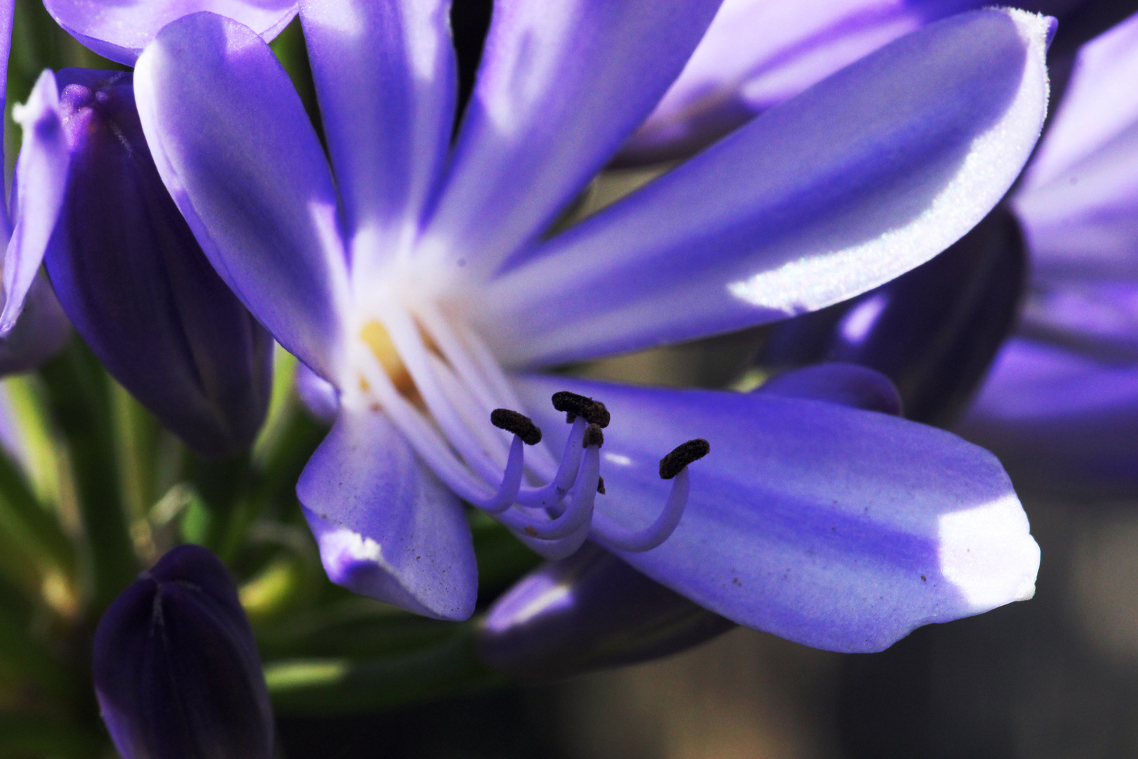 Agapanthus (Schmucklilie)