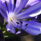 Agapanthus (Schmucklilie)