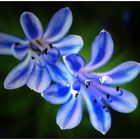 ... Agapanthus - Schmucklilie ...