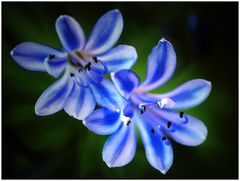 ... Agapanthus - Schmucklilie ...