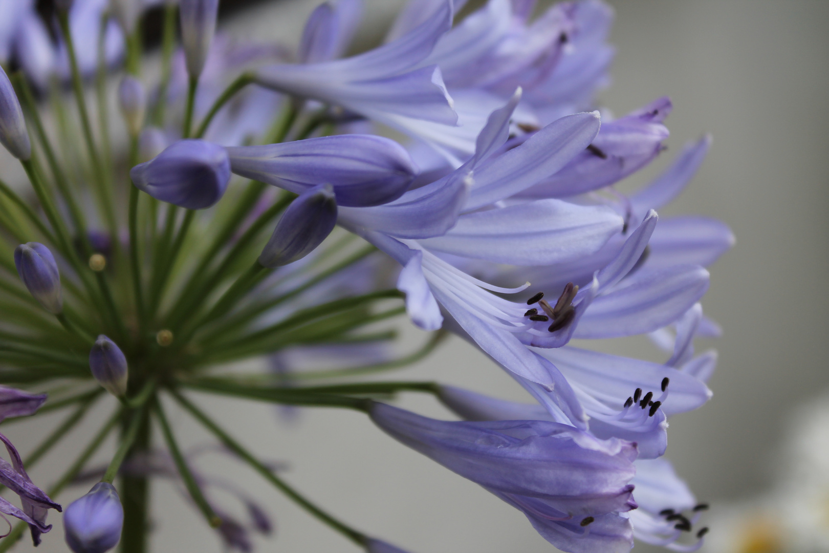 Agapanthus / Schmucklilie