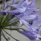 Agapanthus / Schmucklilie