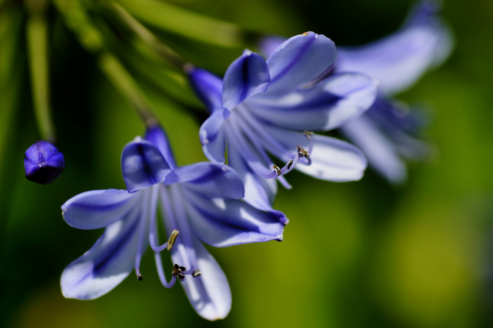 Agapanthus Schmucklilie