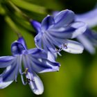 Agapanthus Schmucklilie