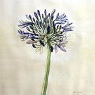 Agapanthus - Schmucklilie