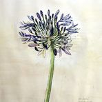 Agapanthus - Schmucklilie