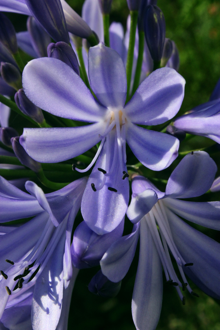 Agapanthus (Schmucklilie) II