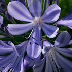 Agapanthus (Schmucklilie) II