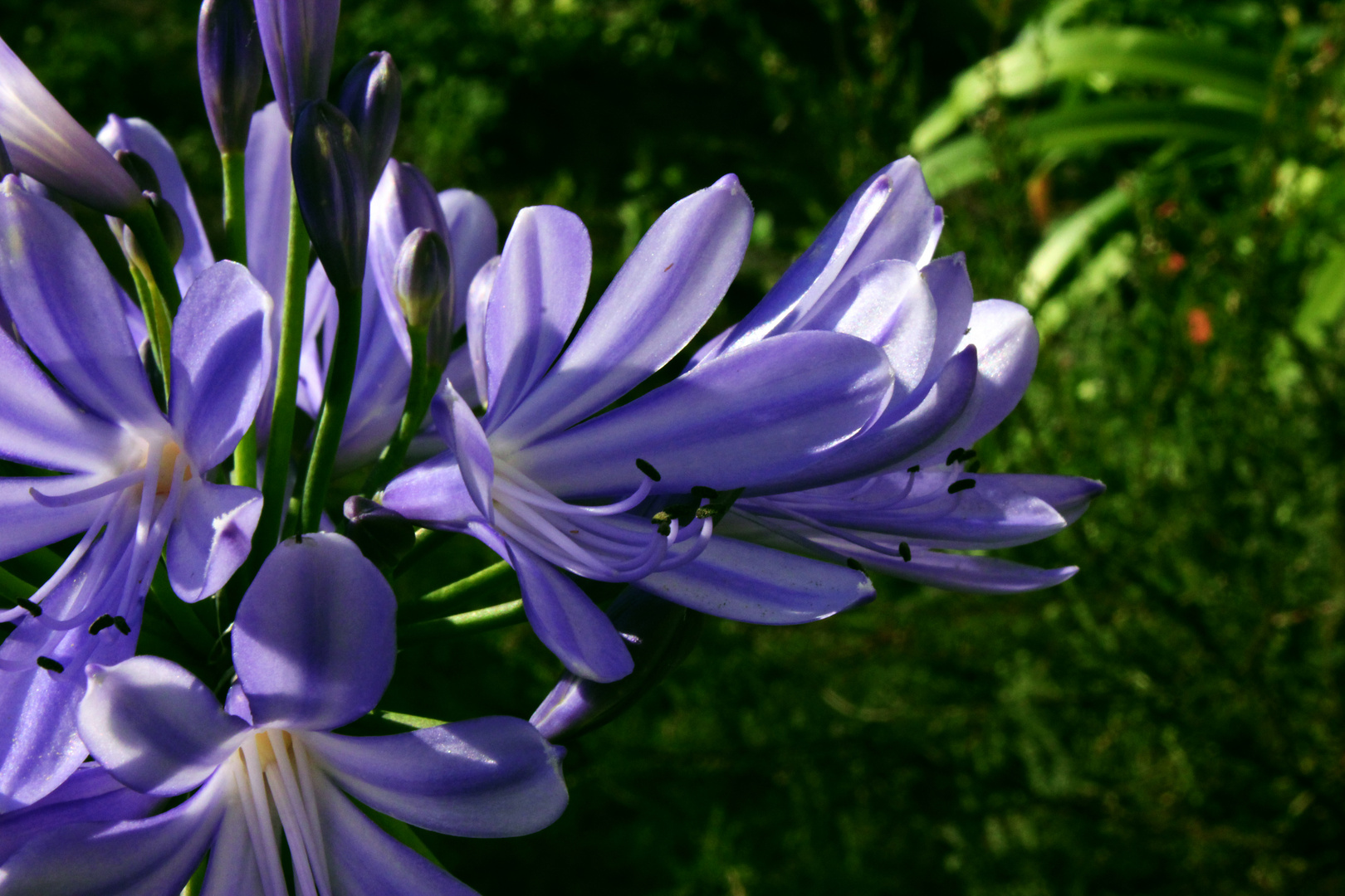 Agapanthus (Schmucklilie) III