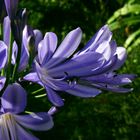 Agapanthus (Schmucklilie) III